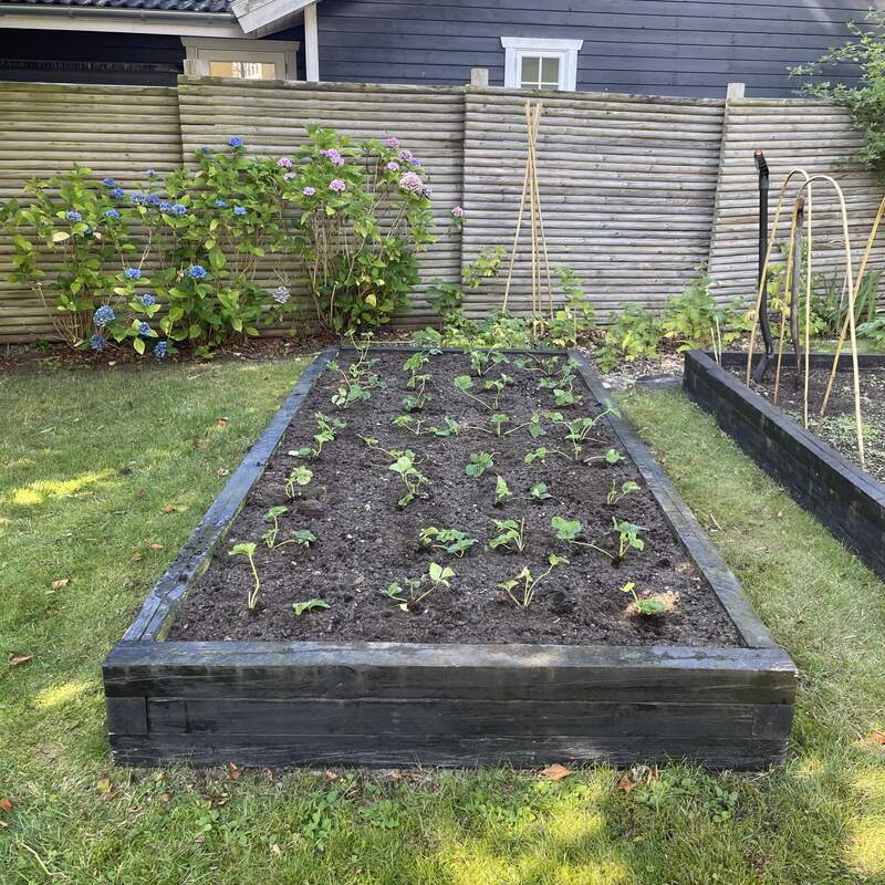 Bed efter beplantning