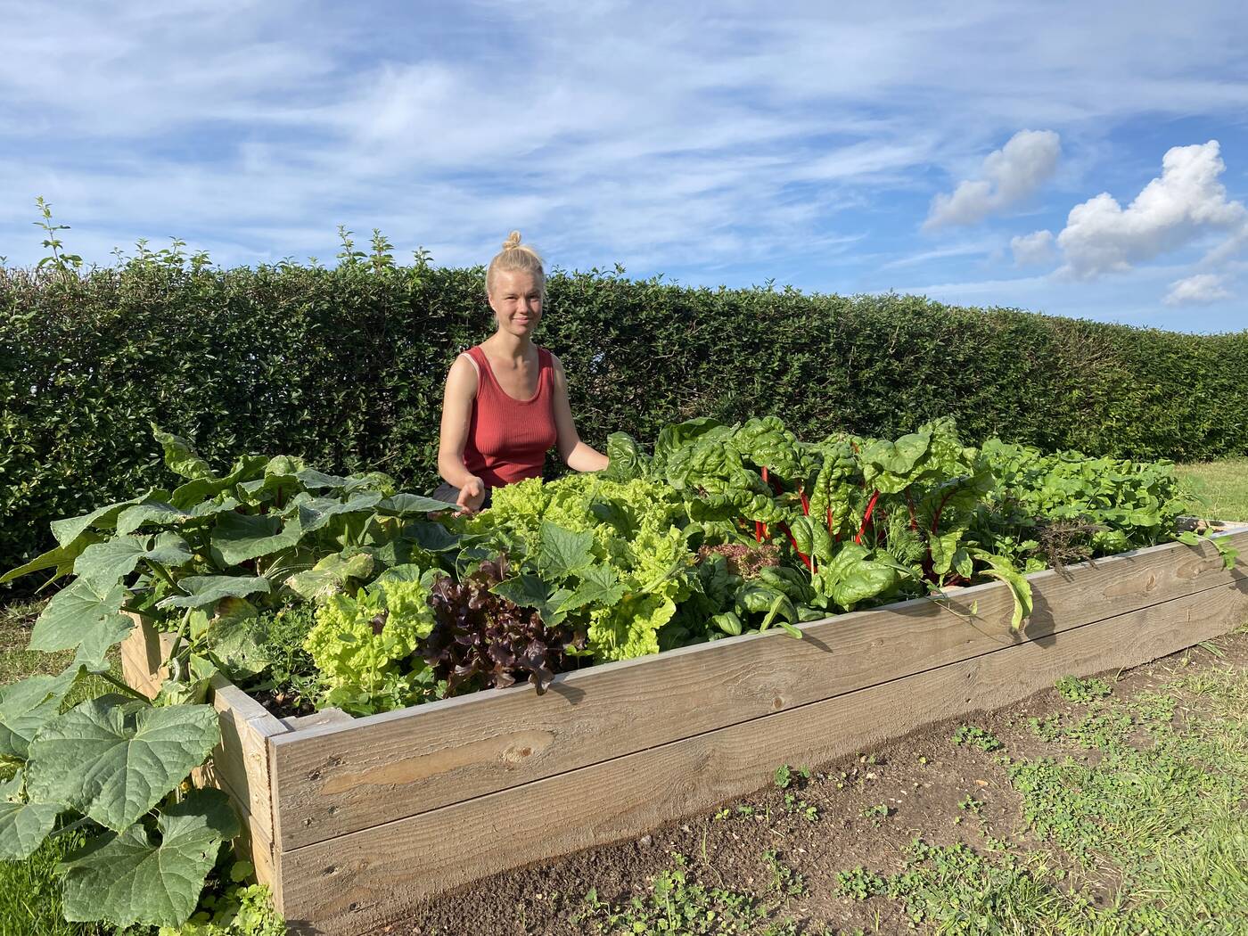 Jeg står bag en køkkenhave på langs, fyldt med salat, bladbede og squash