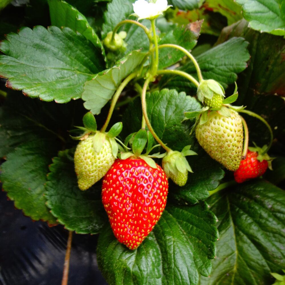 modne røde jordbær på planten